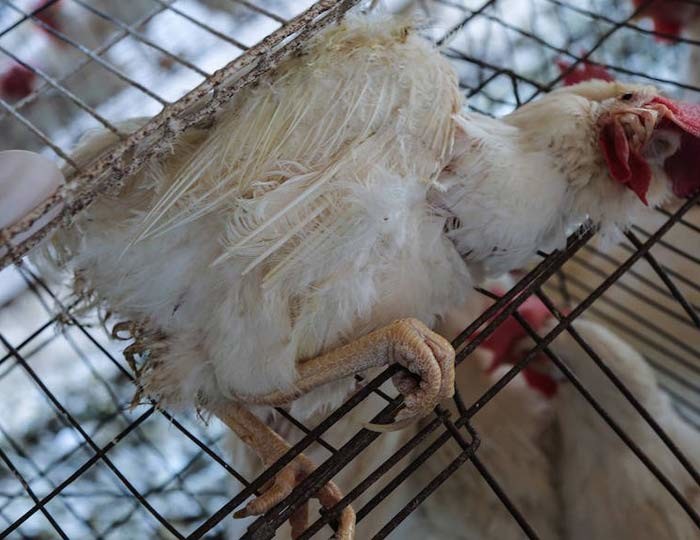 Investigación en granja de gallinas