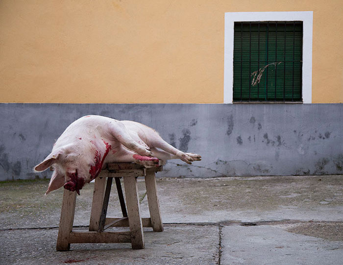 Matanza del cerdo en España